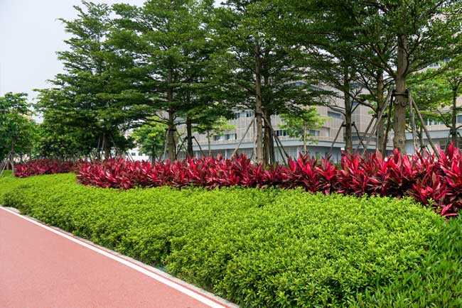 市政公園綠化養(yǎng)護